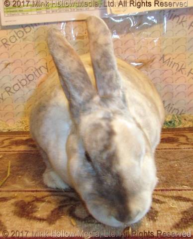 2017-10-30-14-39-38_wm.jpg 2017-10-30-14-39-38_wm.jpg