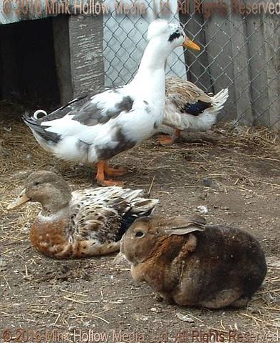 K.D. & Lydia spent the winter with a few (mostly retired) ducks, 2008 K.D. & Lydia spent the winter with a few (mostly retired) ducks, 2008