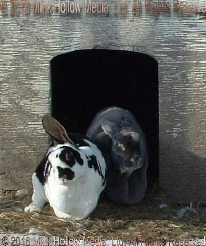 Noodle & Nano, 2009 Noodle & Nano, 2009