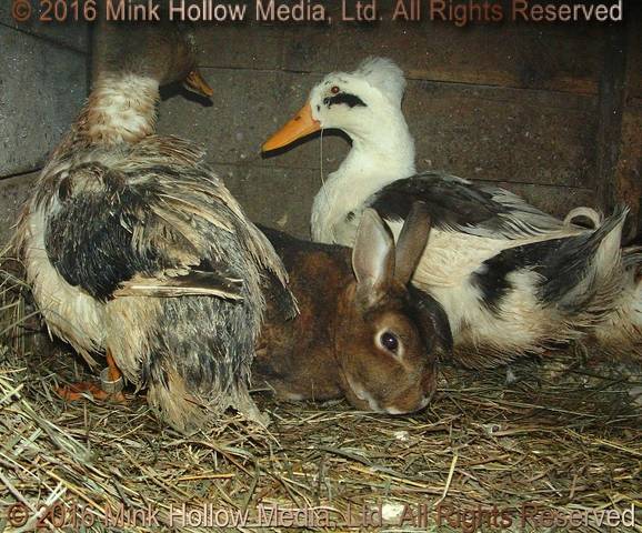 K.D. & Lydia spent the winter with a few (mostly retired) ducks, 2008 K.D. & Lydia spent the winter with a few (mostly retired) ducks, 2008