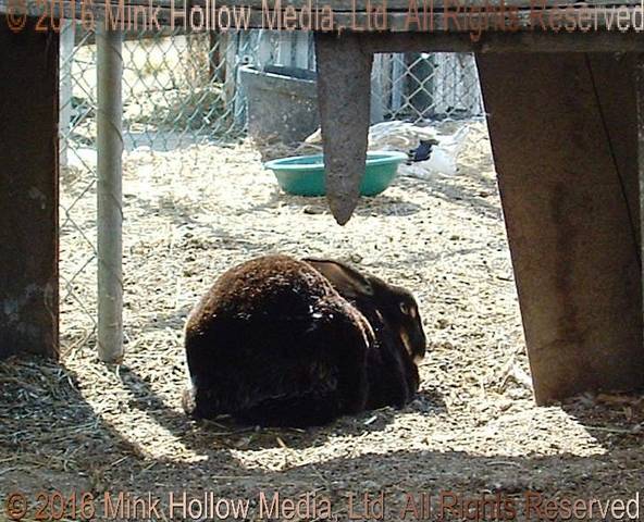 Lydia, 2008 Lydia, 2008