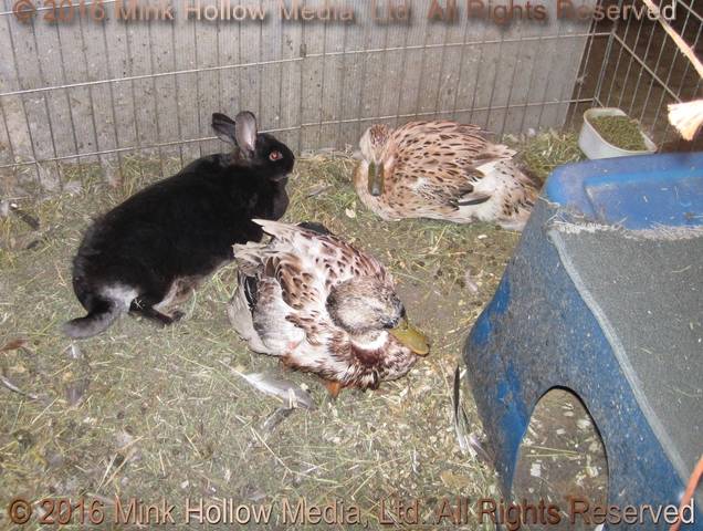 Ra, with retired ducks Ray (17) and Helen (14) 2014 Ra, with retired ducks Ray (17) and Helen (14) 2014