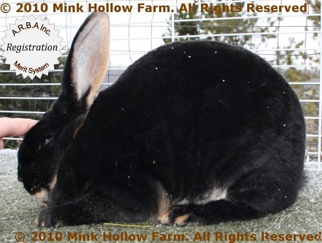 rambo-2010-10-26_11-32-58.jpg rambo-2010-10-26_11-32-58.jpg