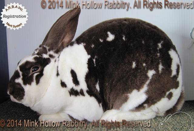 wonka-2011-03-24_11-56-15.jpg wonka-2011-03-24_11-56-15.jpg