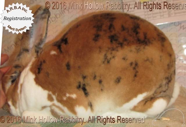 YCB1 (tri BUCK, Vivaldi X Winnie) YCB1 (tri BUCK, Vivaldi X Winnie)