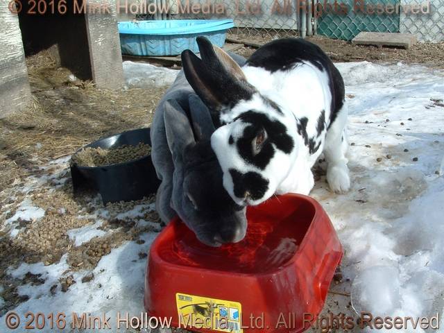 Noodle & Nano, 2009 Noodle & Nano, 2009