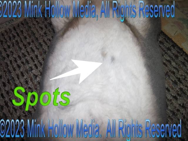 tumnus-2014-11-05_15-53-43_wm.jpg tumnus-2014-11-05_15-53-43_wm.jpg