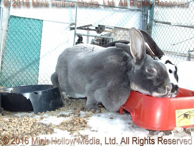 Noodle & Nano, 2009 Noodle & Nano, 2009