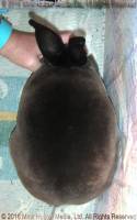 Zen (sable doe) Roloff's Bart X Moonstruck's Deirna
