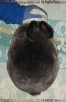 Zelda (sable) Bart X Winter