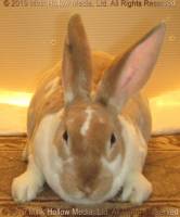 cinnamon-2019-06-27-17-12-55_wm.jpg