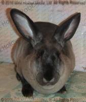 Zelda (sable) Bart X Winter