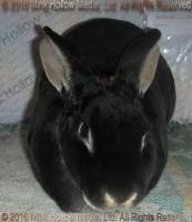 WildCard (black otter) Venus X Callebaut