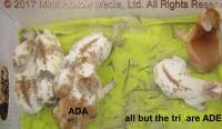 ada-ade-2017-04-17_17-26-00_wm.jpg