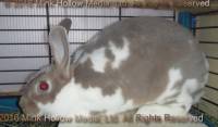 Yasmin (broken lynx) Wedgewood X Wilbur