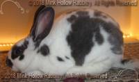 bbg5-2018-04-03-18-00-42-buck_wm.jpg