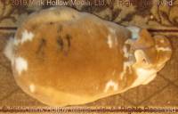 cinnamon-2019-06-27-17-11-32_wm.jpg