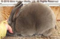 Redwood's Thor (blue) littermate to Venus