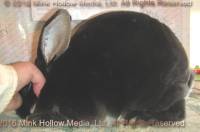 Waldo (blk Otter) Callebaut X Venus