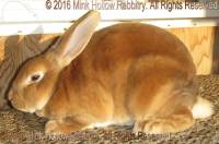 Bambi (red buck) Lorazark's Uno X Mink Hollow's Amber