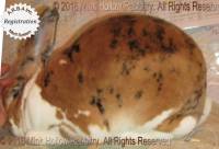 YCB1 (tri BUCK, Vivaldi X Winnie)