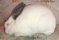 Zorro (Cal buck) WeeCal X Lisa