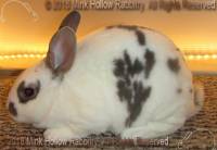 bbg6-2018-04-03-18-02-08-buck_wm.jpg