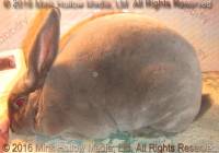 Zephyr (lilac) Callebaut X Sassy