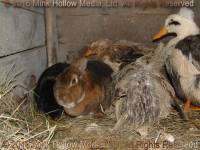 K.D. & Lydia spent the winter with a few (mostly retired) ducks, 2008