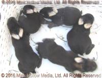 YHC Valentino X WildCard Aug 7 2016