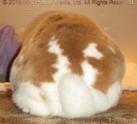 cinnamon-2019-06-27-17-12-30_wm.jpg