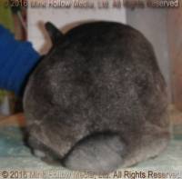 Zelda (sable) Bart X Winter